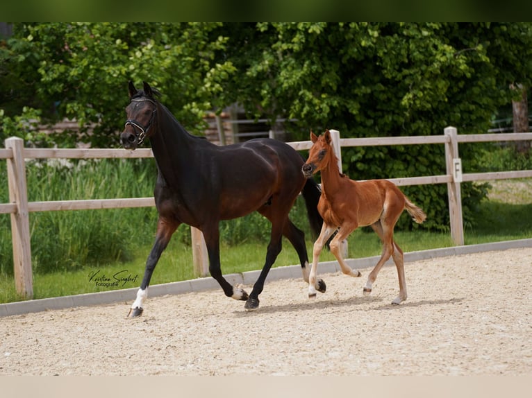 Hannoveraan Merrie veulen (04/2024) 168 cm Donkere-vos in Ettringen