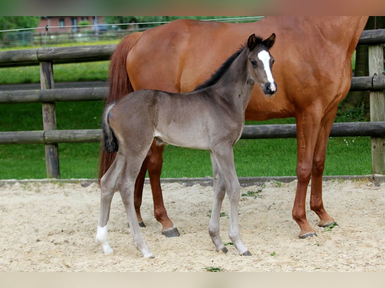 Hannoveraan Merrie veulen (05/2024) 168 cm Zwart in Kutenholz