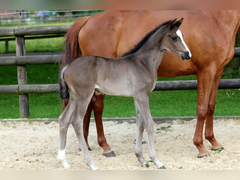 Hannoveraan Merrie veulen (05/2024) 168 cm Zwart in Kutenholz