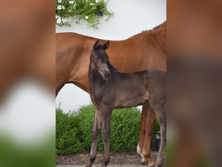 Hannoveraan Merrie veulen (05/2024) 168 cm Zwart in Wysin