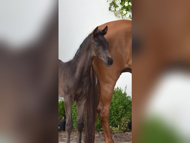 Hannoveraan Merrie veulen (05/2024) 168 cm Zwart in Wysin