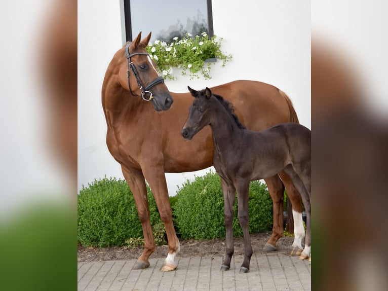 Hannoveraan Merrie veulen (05/2024) 168 cm Zwart in Wysin