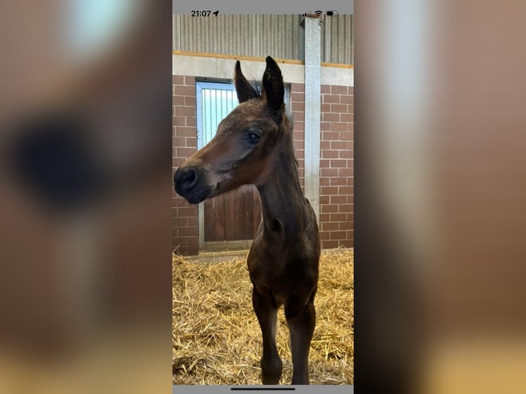 Hannoveraan Merrie veulen (04/2024) 168 cm Zwartbruin in Weyhe