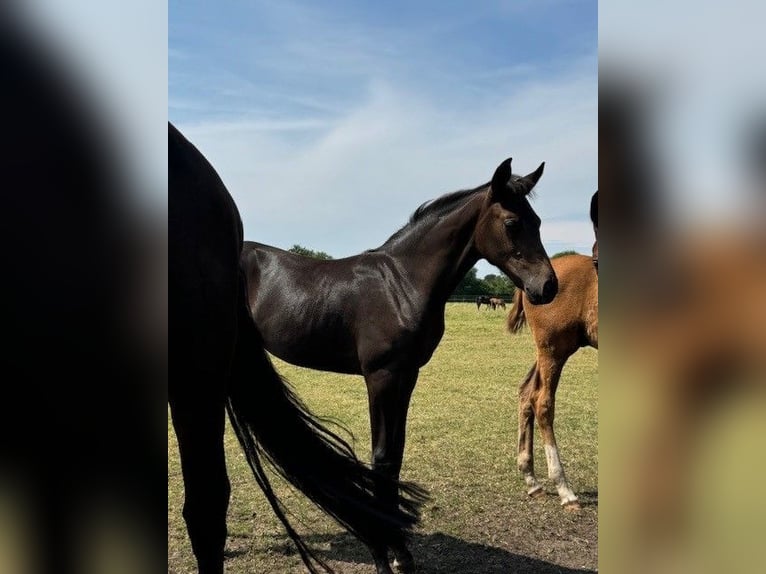 Hannoveraan Merrie veulen (04/2024) 168 cm Zwartbruin in Weyhe