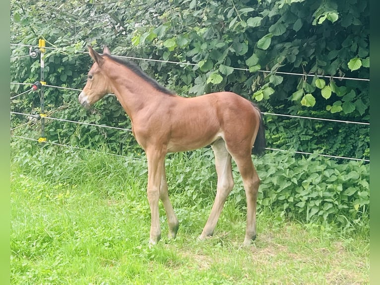 Hannoveraan Merrie veulen (06/2024) 169 cm Bruin in Nauort