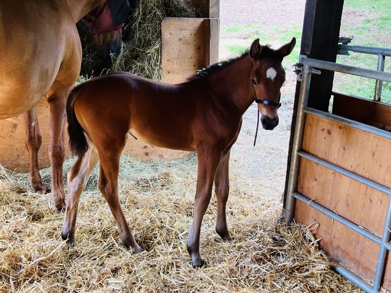 Hannoveraan Merrie veulen (06/2024) 169 cm Bruin in Nauort