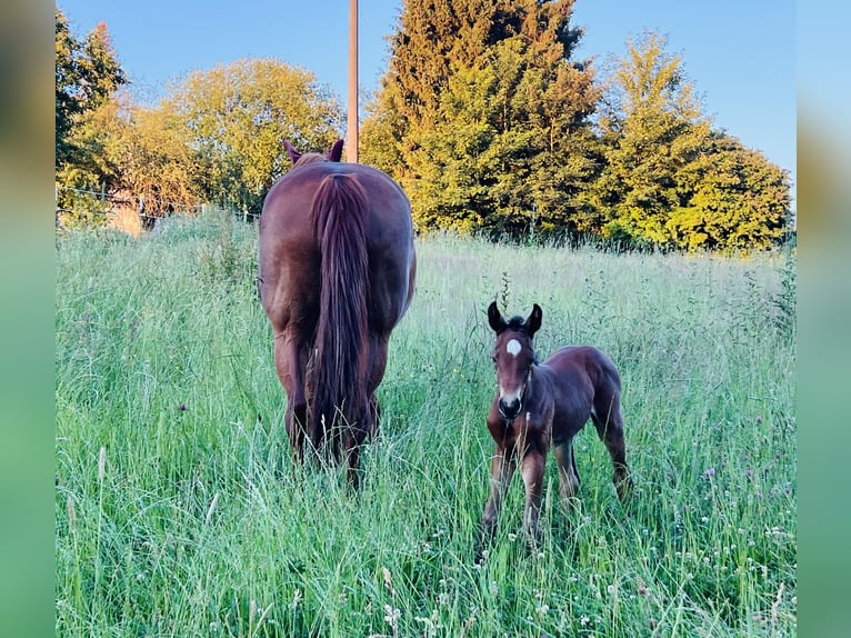 Hannoveraan Merrie veulen (06/2024) 169 cm Bruin in Nauort