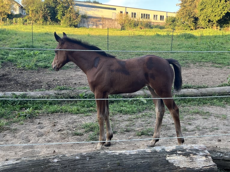 Hannoveraan Merrie veulen (06/2024) 169 cm Bruin in Nauort