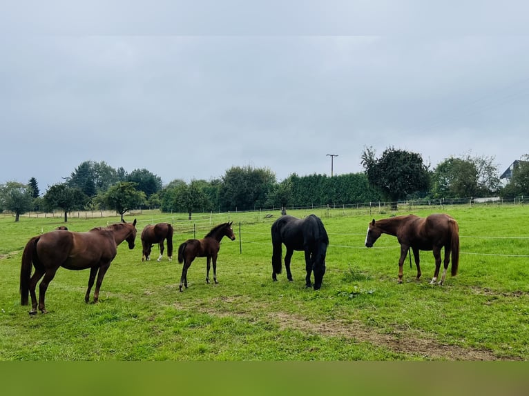 Hannoveraan Merrie veulen (06/2024) 169 cm Bruin in Nauort