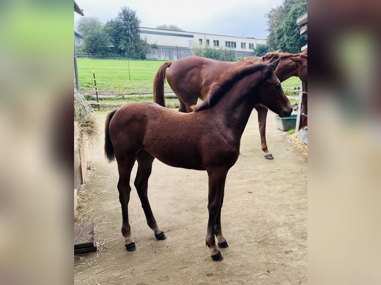 Hannoveraan Merrie veulen (06/2024) 169 cm Bruin in Nauort