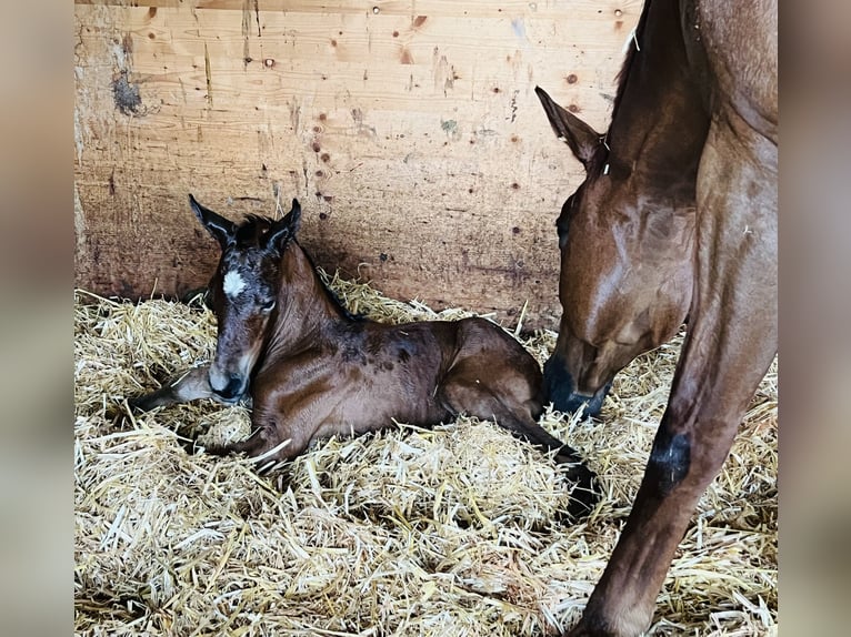 Hannoveraan Merrie veulen (06/2024) 169 cm Bruin in Nauort