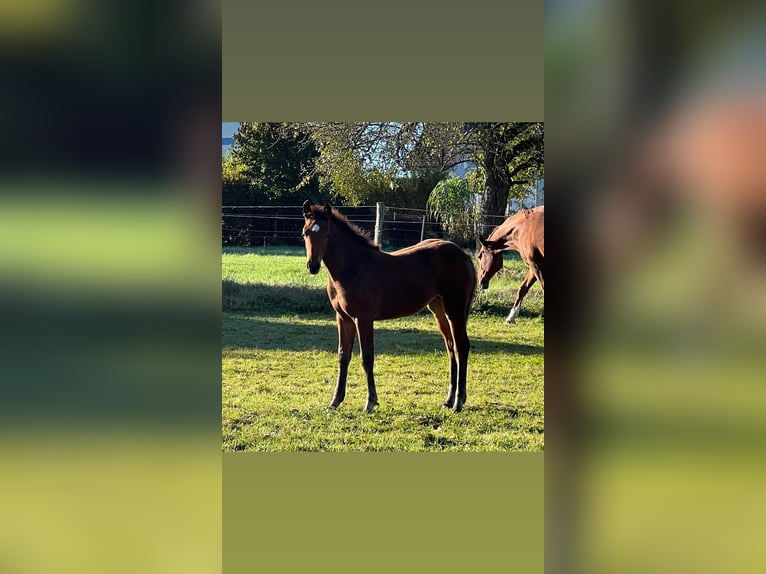 Hannoveraan Merrie veulen (06/2024) 169 cm Bruin in Nauort