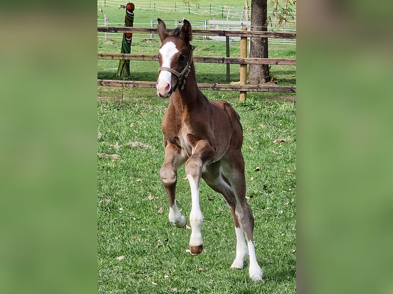 Hannoveraan Merrie Veulen (04/2026) 169 cm Bruin in Reinstorf