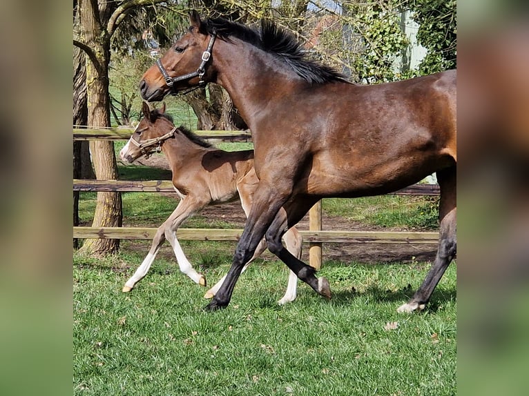 Hannoveraan Merrie Veulen (04/2026) 169 cm Bruin in Reinstorf