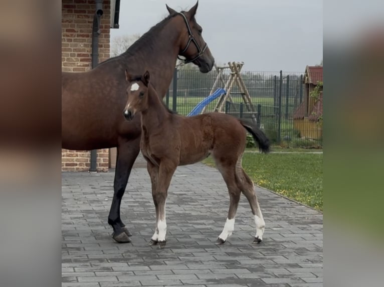 Hannoveraan Merrie  169 cm Bruin in Handrup