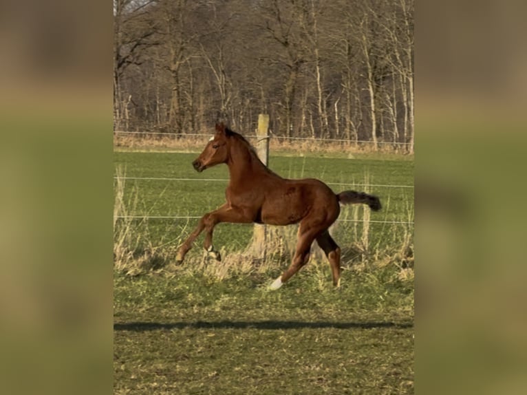 Hannoveraan Merrie  169 cm Bruin in Handrup