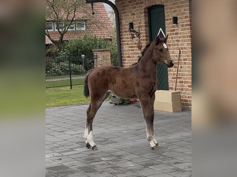 Hannoveraan Merrie  169 cm Bruin in Handrup