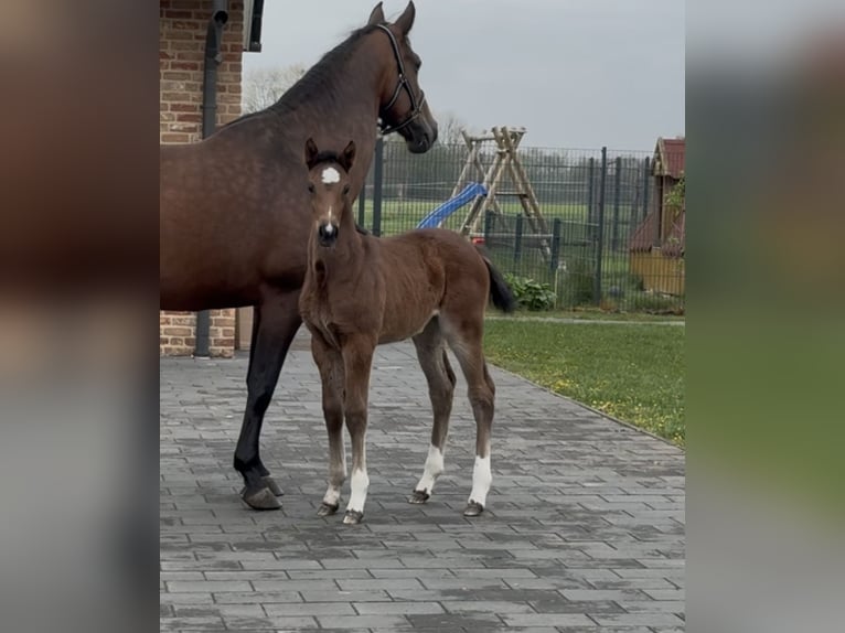 Hannoveraan Merrie  169 cm Bruin in Handrup