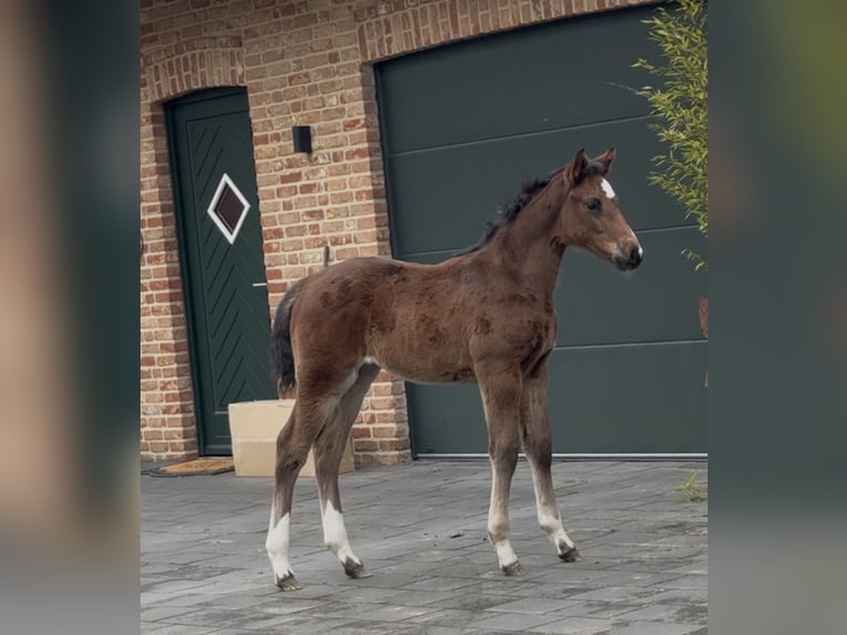 Hannoveraan Merrie  169 cm Bruin in Handrup