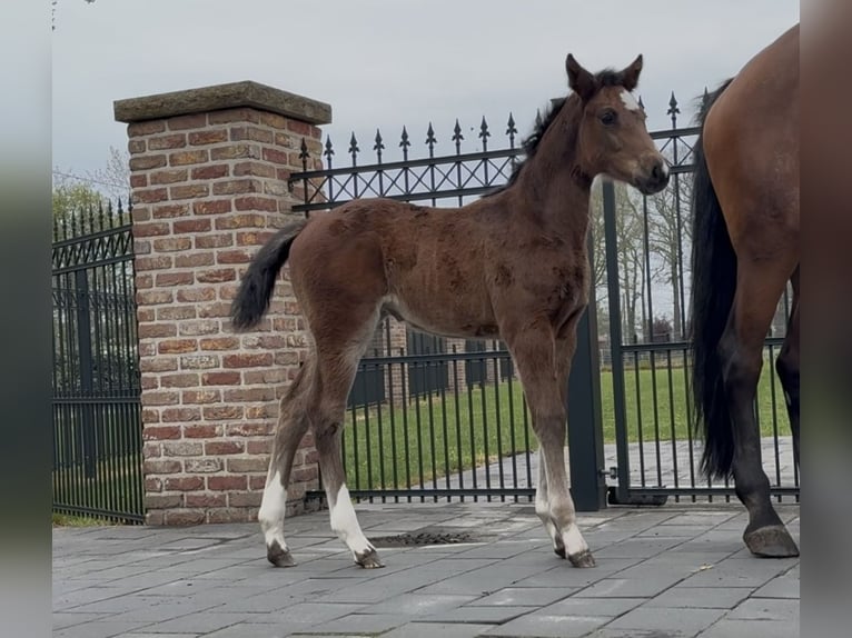 Hannoveraan Merrie  169 cm Bruin in Handrup