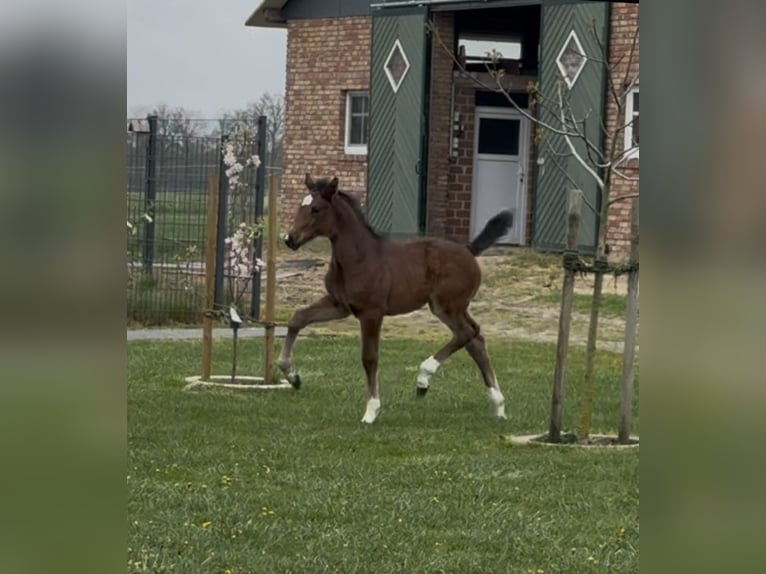 Hannoveraan Merrie  169 cm Bruin in Handrup