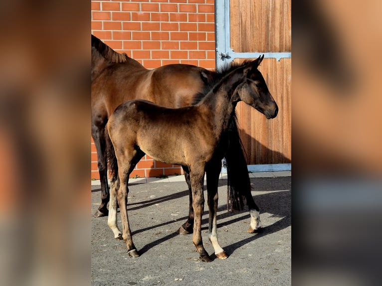 Hannoveraan Merrie Veulen (06/2025) 169 cm Donkerbruin in Ochtersum