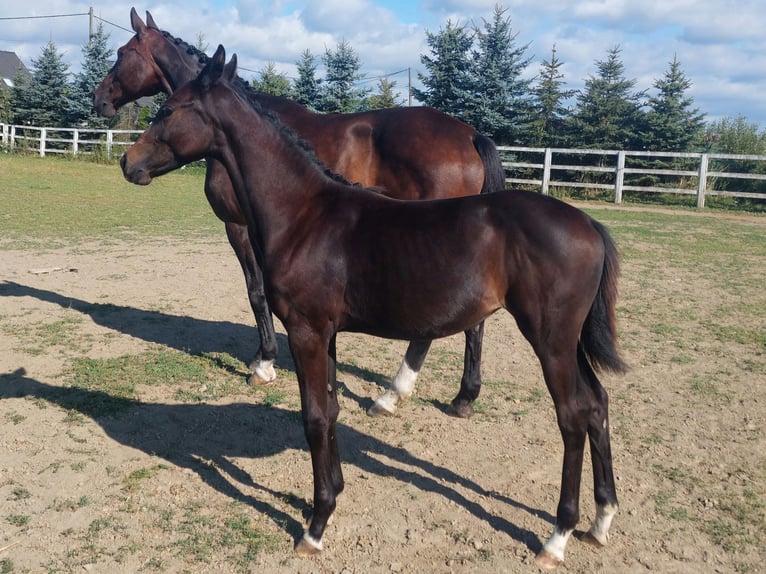 Hannoveraan Merrie Veulen (04/2025) 169 cm Donkerbruin in &#x17B;ory