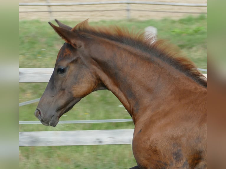 Hannoveraan Merrie Veulen (06/2025) 169 cm Donkere-vos in Greifenstein