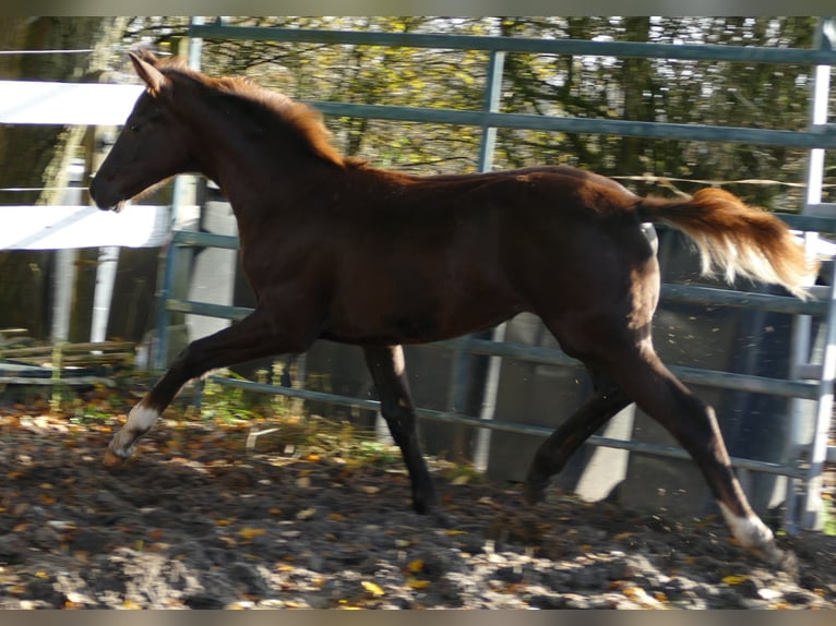 Hannoveraan Merrie Veulen (06/2025) 169 cm Donkere-vos in Greifenstein