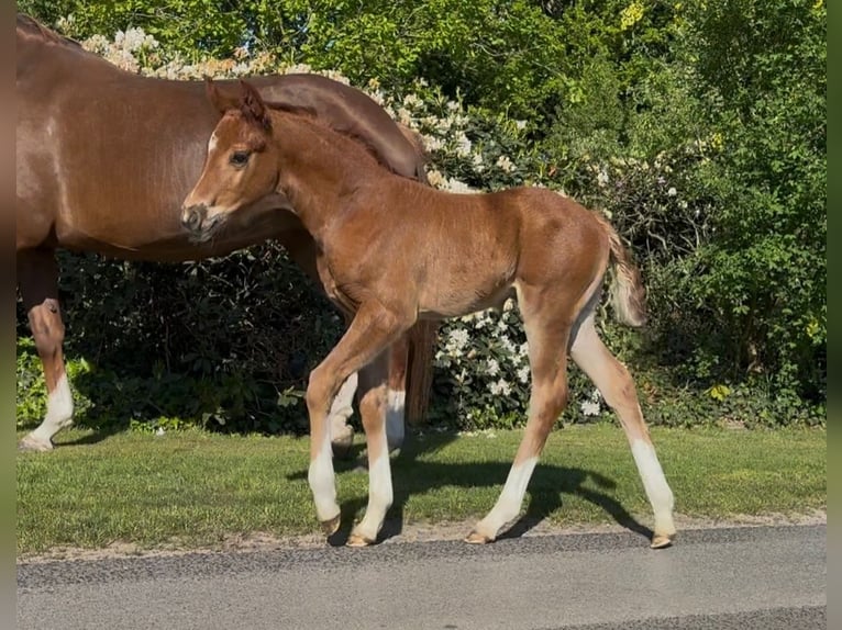 Hannoveraan Merrie  169 cm Donkere-vos in Handrup