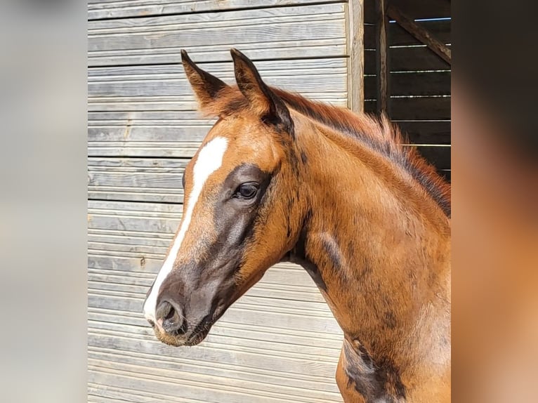 Hannoveraan Merrie Veulen (05/2025) 169 cm Donkere-vos in Heede