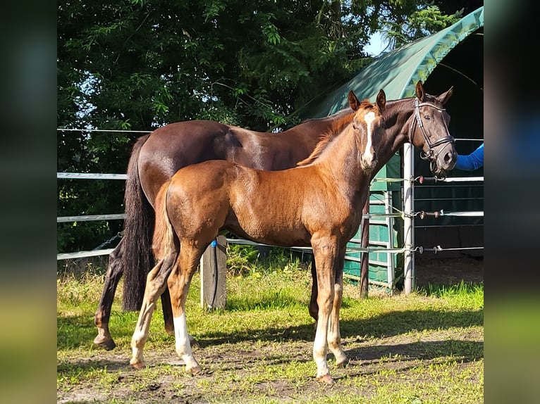 Hannoveraan Merrie Veulen (05/2025) 169 cm Donkere-vos in Heede