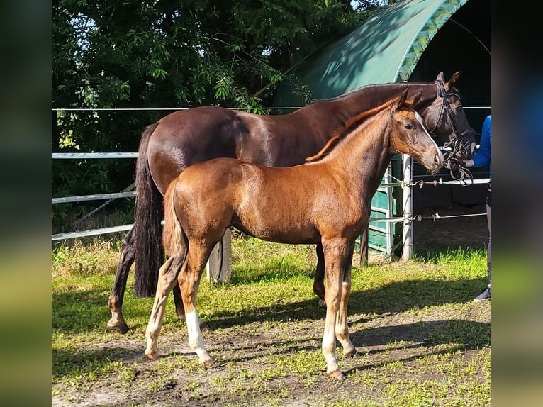Hannoveraan Merrie Veulen (05/2025) 169 cm Donkere-vos in Heede