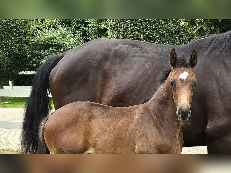 Hannoveraan Merrie veulen (05/2024) 169 cm in Spahnharrenstätte