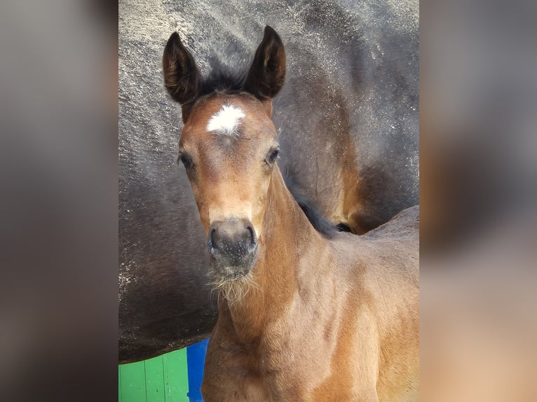 Hannoveraan Merrie veulen (05/2024) 169 cm in Spahnharrenstätte