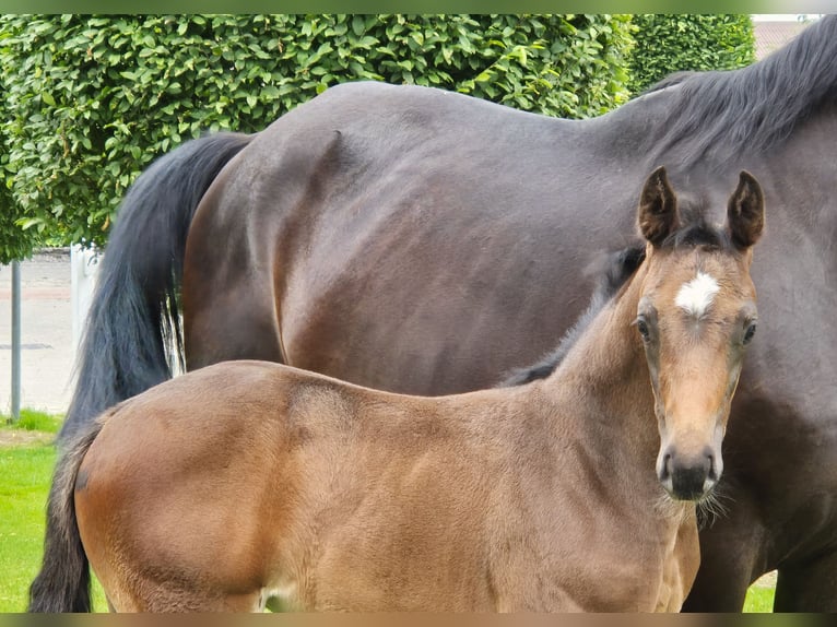 Hannoveraan Merrie veulen (05/2024) 169 cm in Spahnharrenstätte