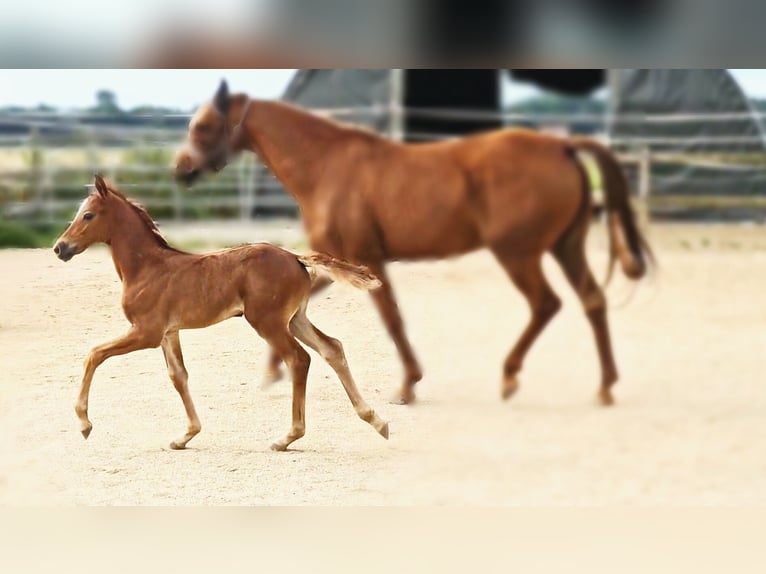 Hannoveraan Merrie veulen (06/2024) 169 cm kan schimmel zijn in Langenau