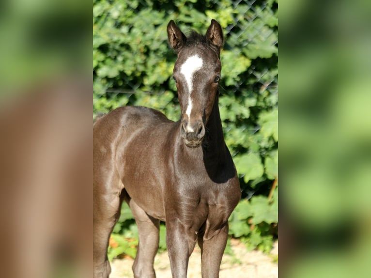 Hannoveraan Merrie veulen (05/2024) 169 cm Zwart in Kutenholz