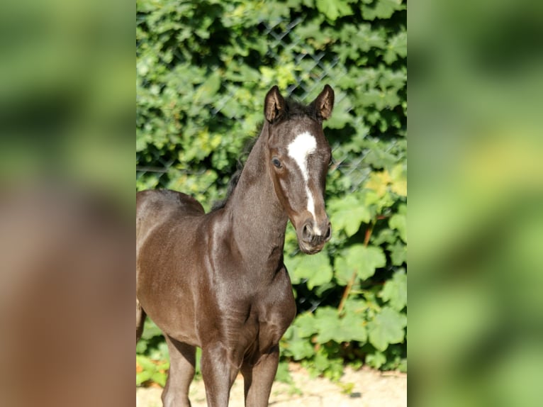 Hannoveraan Merrie veulen (05/2024) 169 cm Zwart in Kutenholz