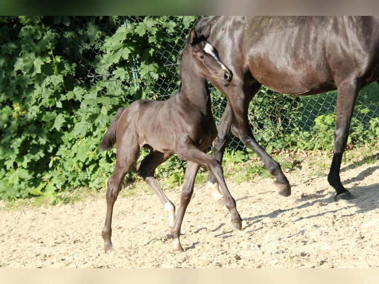 Hannoveraan Merrie veulen (05/2024) 169 cm Zwart in Kutenholz