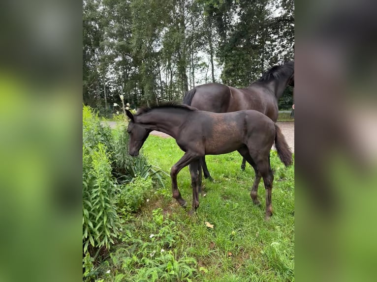 Hannoveraan Merrie Veulen (04/2025) 169 cm Zwartbruin in Winsen (Luhe)