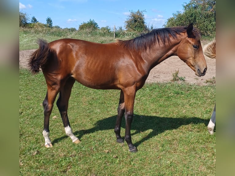 Hannoveraan Merrie veulen (03/2024) 170 cm Bruin in Mühlenberge