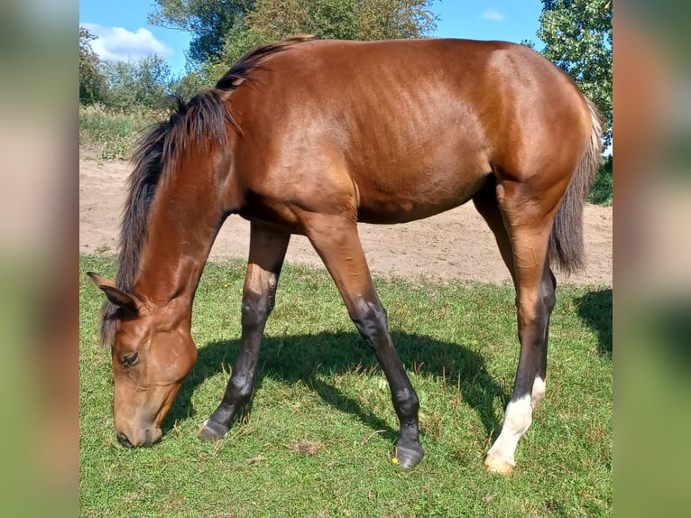 Hannoveraan Merrie veulen (03/2024) 170 cm Bruin in Mühlenberge