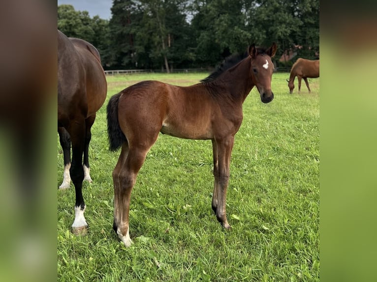 Hannoveraan Merrie Veulen (05/2026) 170 cm Bruin in Lilienthal