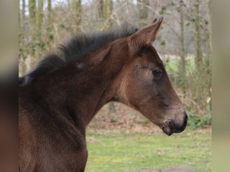 Hannoveraan Merrie  170 cm Bruin in Niederlangen