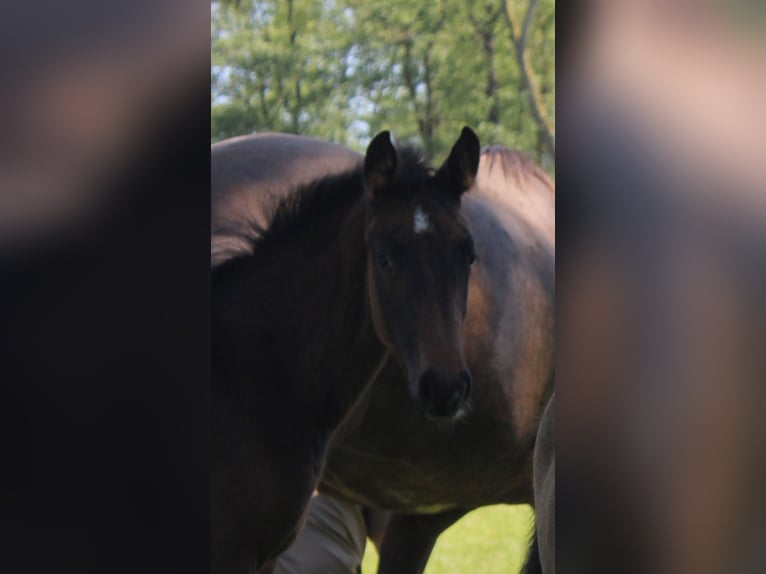 Hannoveraan Merrie  170 cm Bruin in Niederlangen