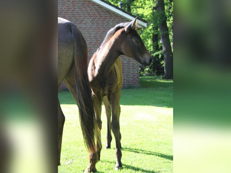 Hannoveraan Merrie  170 cm Bruin in Niederlangen