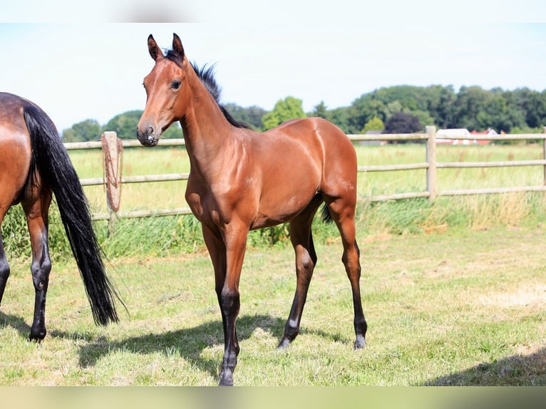 Hannoveraan Merrie Veulen (02/2026) 170 cm Bruin in Quendorf