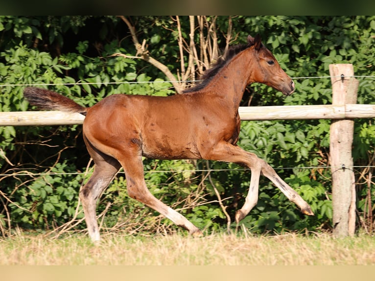 Hannoveraan Merrie veulen (05/2024) 170 cm Bruin in Ricklig