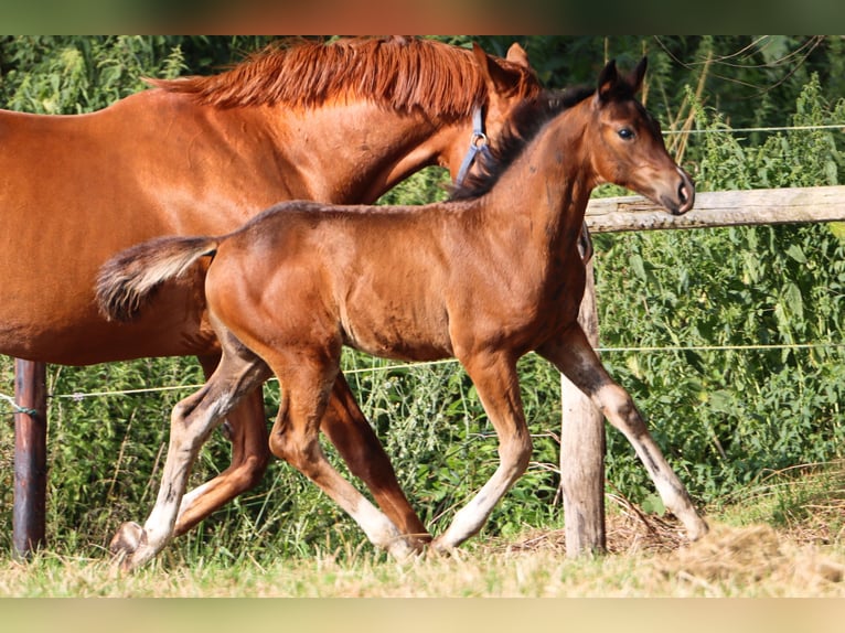 Hannoveraan Merrie veulen (05/2024) 170 cm Bruin in Ricklig